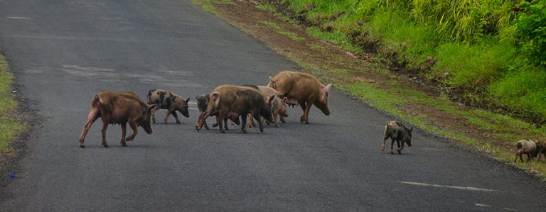 ¿Qué hacer si tenemos un accidente con un jabalí?