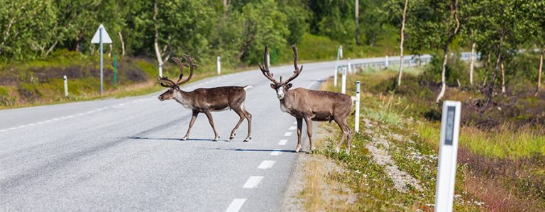 Accidentes de tráfico con animales cinegéticos, todo lo que necesitas saber